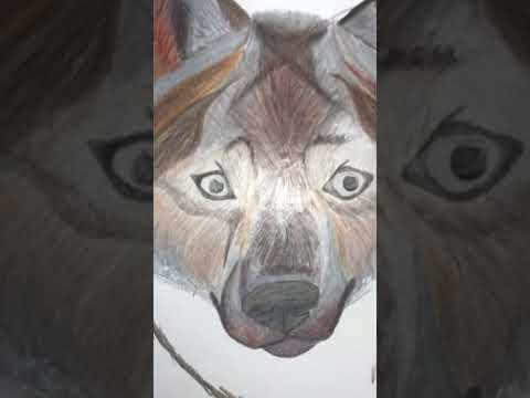 My first realistic wolf drawing 🐺