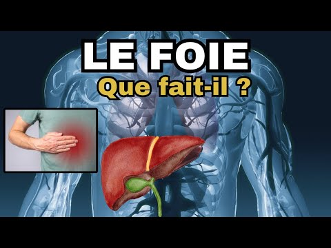 Le Foie - Tout savoir sur cet organe et comment le protéger