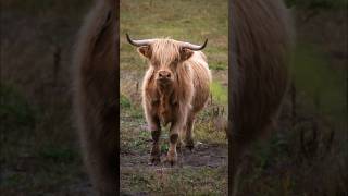 Highland Cattle | The Fluffiest Cow On Earth! #shorts