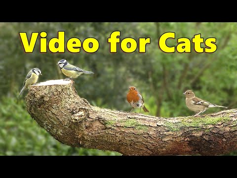 Cat TV ~ Videos for Cats to Watch Lovely Birds ⭐ 8 HOURS ⭐