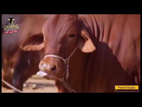 beautiful cow tiktok world