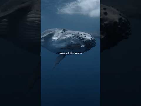 music of the sea ♡♡♡ #beautiful #marinebiologist #whale #ocean #splice #music #viral #fypシ゚