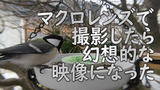 マクロレンズで野鳥撮影したら、とっても幻想的な映像が撮れました。【お庭野鳥観察】