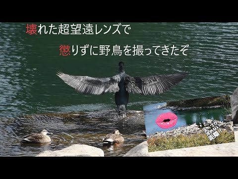 【カメラ】壊れた超望遠レンズで懲りずに野鳥を撮ってきたぞ