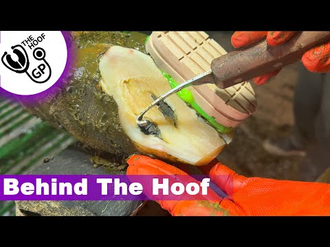 REMOVING ROCKS & a BROKEN CRUSH | Behind The Hoof ep 3