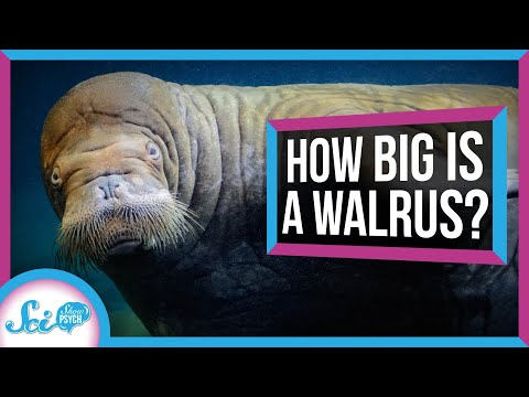 Why You Don't Really Know the Size of a Walrus