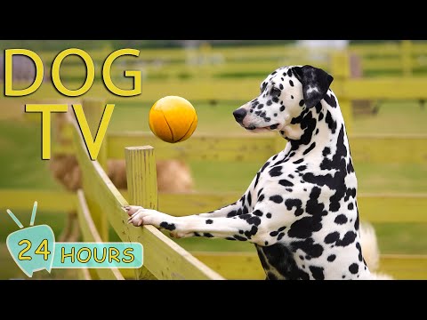 Videos for Dogs to Watch: Anti Anxiety Video for Dogs - Music Keep Dogs Relax When You’re Away