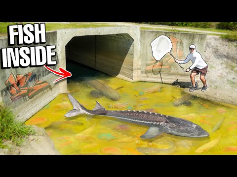 Netting THOUSANDS of FISH INSIDE CREEPY TUNNEL For My Backyard Pond!