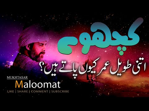 YUNUS EMRE - RAH-E-ISHQ | TAPDUK EMRE | SEASON 1| EPISODE | URDU DUBBING BY PTV | Mukhtasar Maloomat