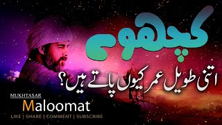 YUNUS EMRE - RAH-E-ISHQ | TAPDUK EMRE | SEASON 1| EPISODE | URDU DUBBING BY PTV | Mukhtasar Maloomat