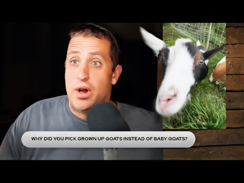 Goats and Off Grid Grifters: September Farm Meeting