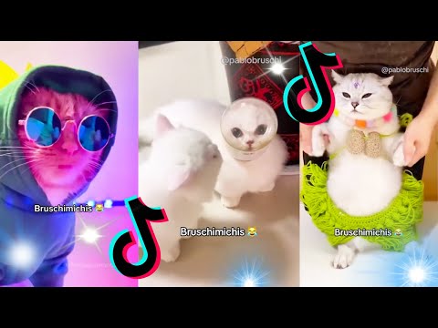 🤣 Mejores Videos de Gatos Bruschimichis | Compilación Divertida de Gatos Graciosos