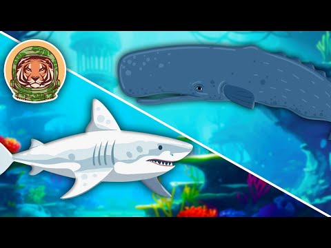 Learning Song: Sharks, Whales & Animals That Live In The Ocean! | Animal Songs For Kids | KLT WILD