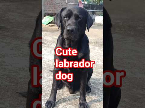 Cute labrador#short sitting black labrador laika