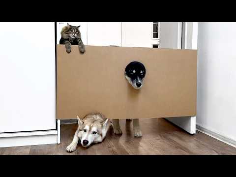 Jump or Crawl? Dogs Husky and Cats Overcoming an Increasing Obstacle