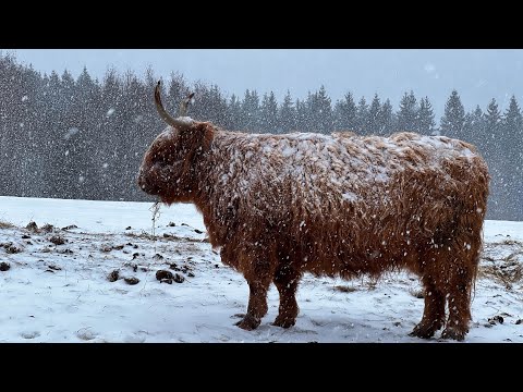 No summer yet, snowing at the pasture 7th of April 2024