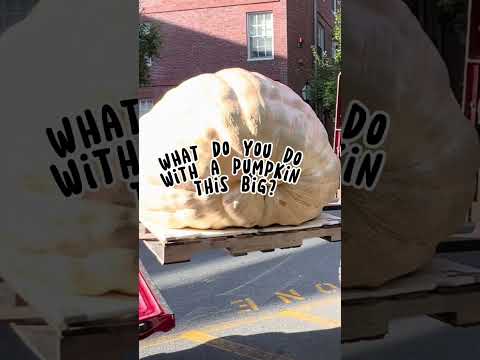 Harvard student rows across the Charles River in a pumpkin