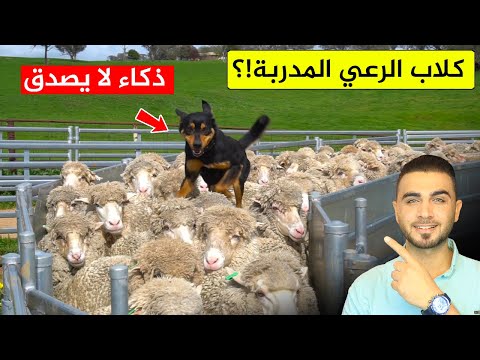 اذا امتلكت هذه الكلاب لن تحتاج الى راعي غنم😱 تدريب كلاب رعي الغنم 🐕 تتحكم بمليون خروف😱