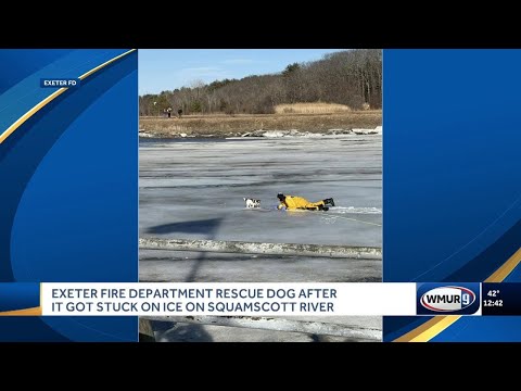 Exeter Fire Department rescue dog after it got stuck on ice on Squamscott River