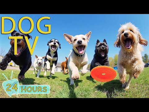 DOG TV: Videos Fun & Music Relax to Keep Your Dogs Calm & Happy When Left Alone - Music for Dogs