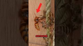 Giant Hornet vs Japanese Honeybees!