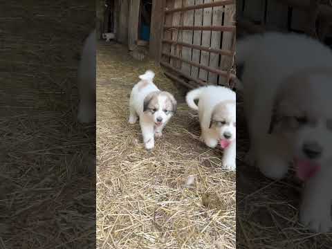 Here come the PUPPIES!! #greatpyrenees #livestockguardiandog #farmlife #puppy