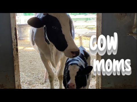 #COWSFORKIDS - MOTHER'S DAY GREETING - COW MOMS - ANIMALES DE GRANJA