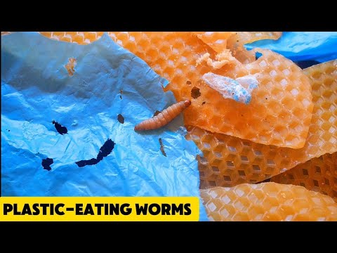 Plastic-Eating Worms: The Future of Recycling?