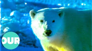 The Magnificent But Extremely Hostile Life Of The Arctic (Wildlife Documentary) | Our World