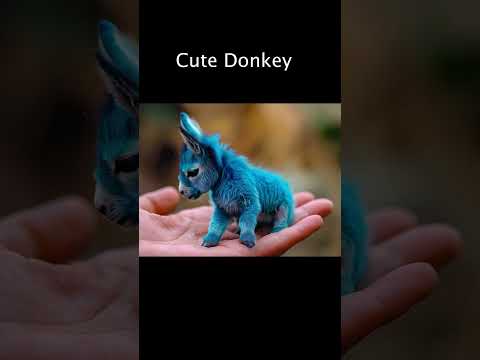 Cute - Donkey