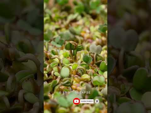 ARUGULA microGREENS GROWING Time Lapse #shorts