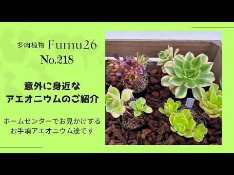 【多肉植物】簡単に手に入るアエオニウムのご紹介✨