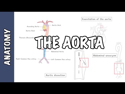 Clinical Anatomy - The Aorta, sections and branches (coarctation, dissection and aneurysm)