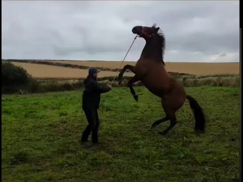 Abandoned rescue horse is difficult and dangerous!