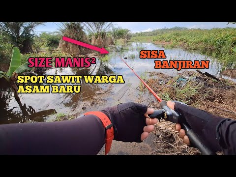 CASTING GABUS SISA BANJIRAN DI KEBUN WARGA || MANCING GABUS HITAM