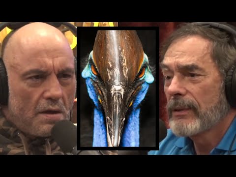 The most DANGEROUS bird that can KILL you | Joe Rogan & Dr. Mark Gordon