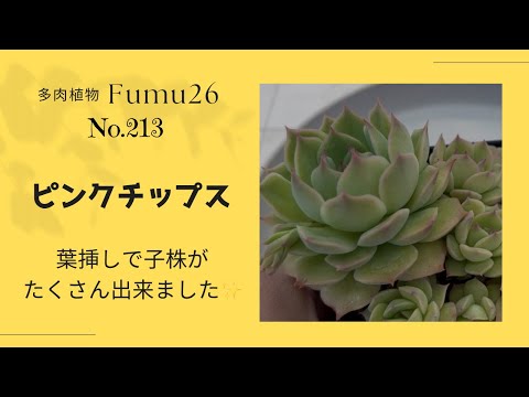 【多肉植物】ピンクチップス形が綺麗ですが下葉は一度取る事にします✨