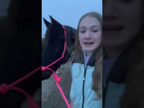 Preparing the HORSES for a SNOW STORM 🥶 | Storm Pt 2