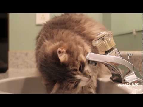 Cat Drinks from Faucet