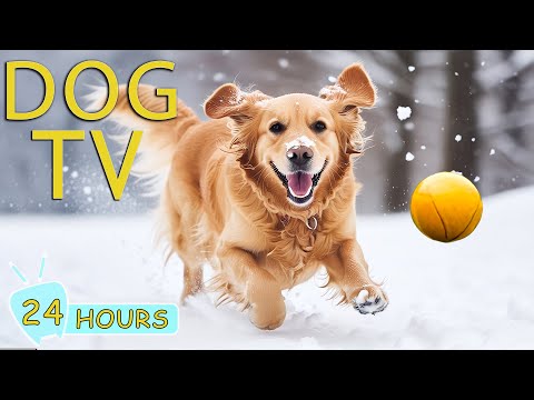 DOG TV: The Best Home Alone for Dogs Relax Solution - Video Anti-Anxiety Entertainment for Dogs