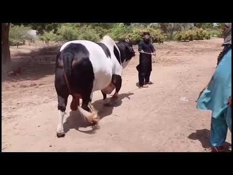 beautiful cow tiktok