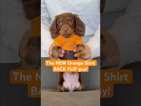 DACHSHUND PUPPY does EXUM SHUFFLE! #minidachshund #puppy #dance #funny #cutepuppy #weinerdog #cute