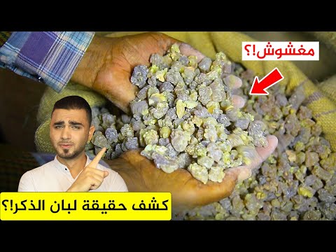 ما يخفيه تجار لبان الذكر😱 من الحصاد للمصنع🤔الفرق بين لبان الذكر والصمغ العربي!؟