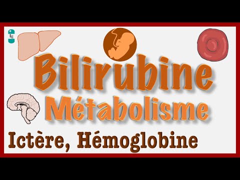 Qu’est-ce que la Bilirubine ? Métabolisme et Ictère - Biosynthèse, Hémoglobine, Jaunisse