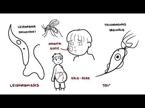 Introduction to Protozoa - the unicellular parasites (amoeba, giardia, leishaniasia, plasmodium)