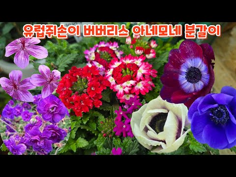 #버베나 #유럽쥐손이 #아네모네 #분갈이 키우기 처음처럼야생화