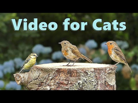 Videos for Cats to Watch on A Beautiful Spring Morning