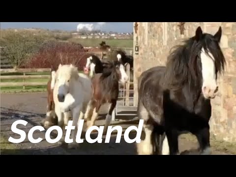 Feel Like You're There With The Blackstone Clydesdales