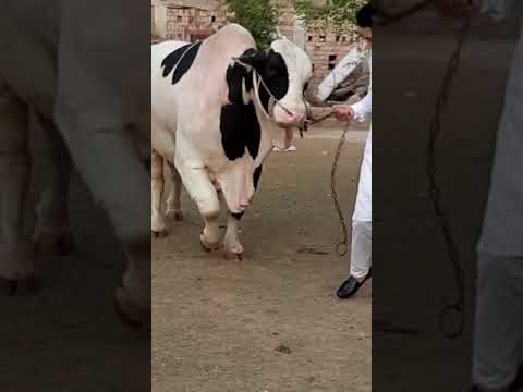 beautiful cow tiktok(2)