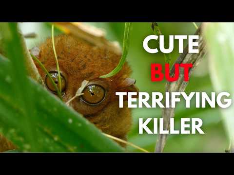 15 CUTE but DANGEROUS Animals That Can Kill You Without Warning